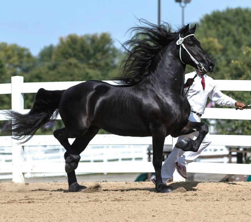 Friesian Sport Horse Breeders Directory
